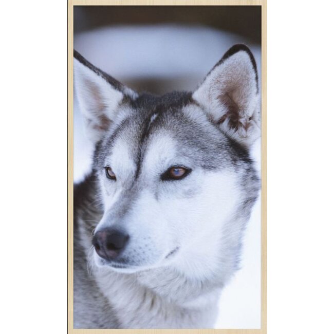 Wandkraft European wildlife 012 - Forex met lijst