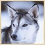 Wandkraft European wildlife 012 - Forex met lijst