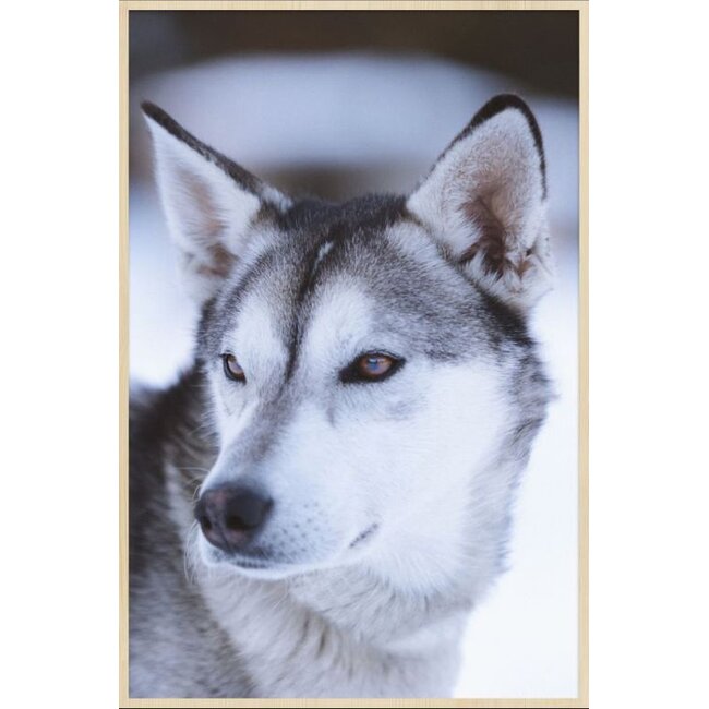 Wandkraft European wildlife 012 - Forex met lijst