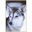 Wandkraft European wildlife 012 - Forex met lijst