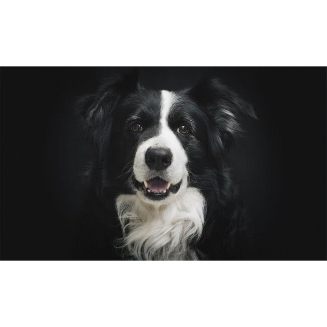 Wandkraft Faces 004 - Dibond