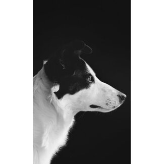 Faces 005 - Dibond