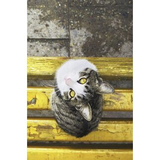 Faces 007 - Dibond
