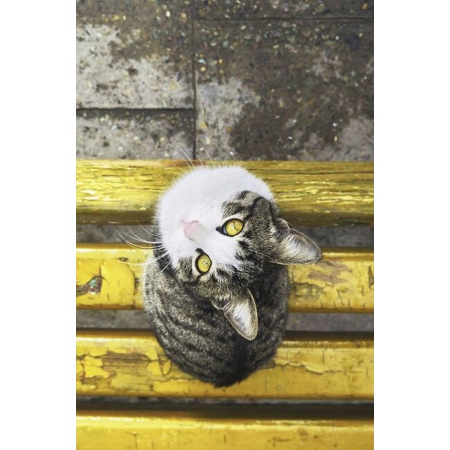 Wandkraft Faces 007 - Dibond