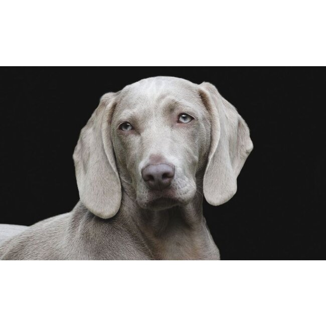 Wandkraft Faces 010 - Dibond