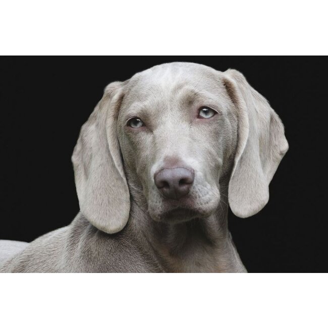 Wandkraft Faces 010 - Dibond