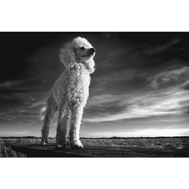 Wandkraft faces 012 - Glas