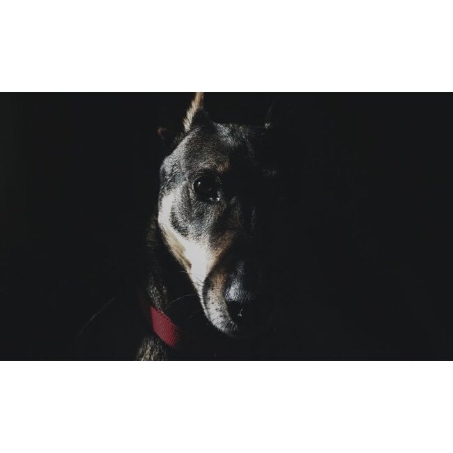 Wandkraft Faces 015 - Dibond