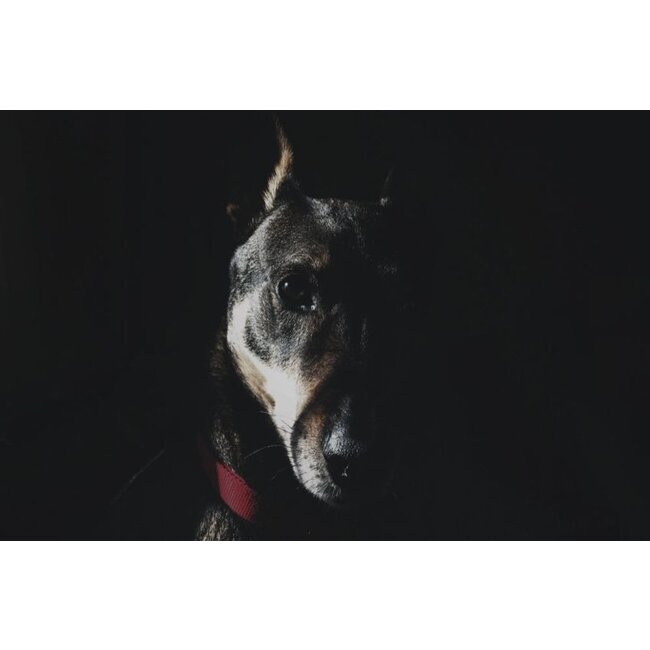 Wandkraft Faces 015 - Dibond