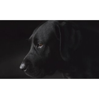 Faces 017 - dibond