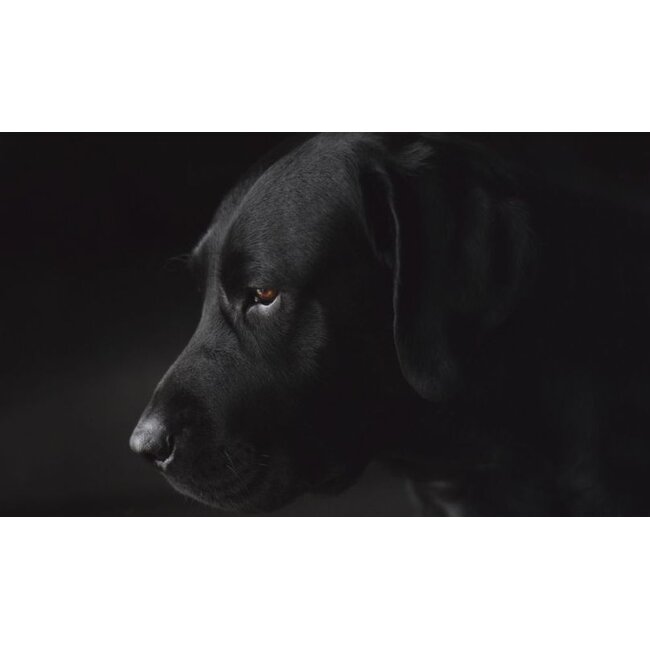 Wandkraft Faces 017 - dibond