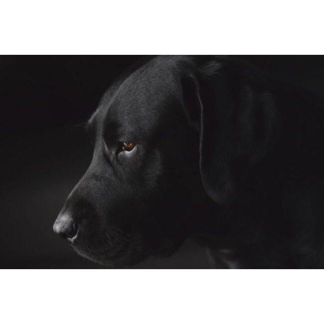 Wandkraft Faces 017 - dibond