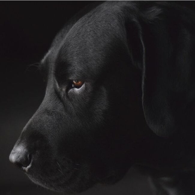 Wandkraft Faces 017 - dibond