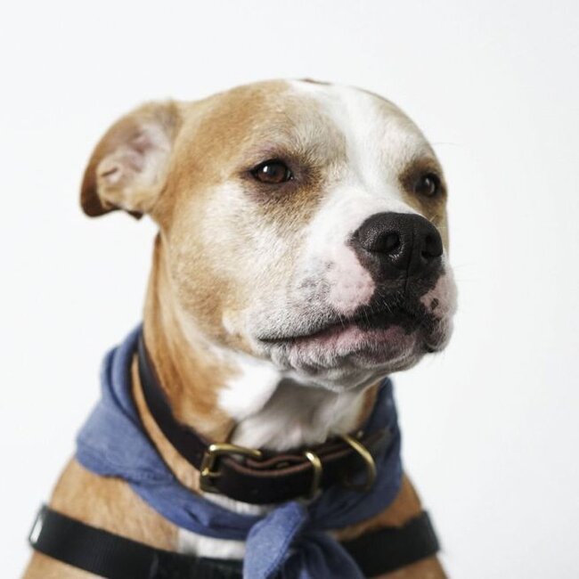 Wandkraft Faces 018 - Dibond