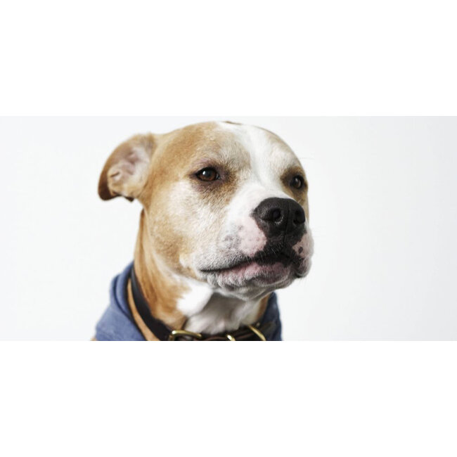 Wandkraft Faces 018 - Dibond