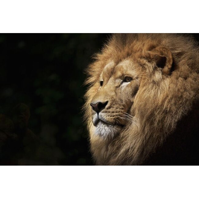 Wandkraft Faces 022 - Dibond