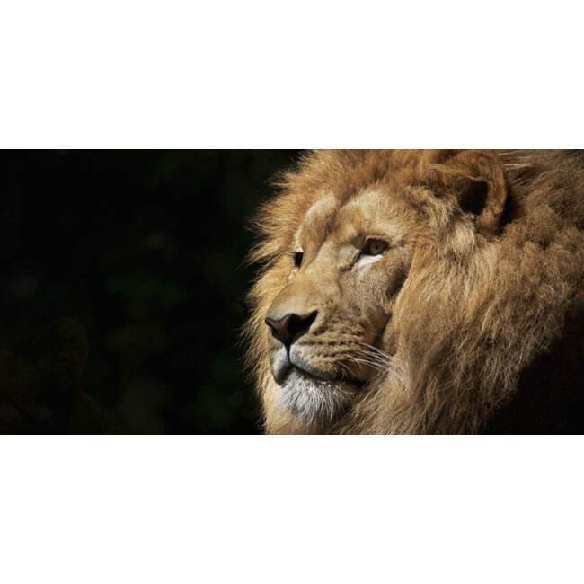 Wandkraft Faces 022 - Dibond