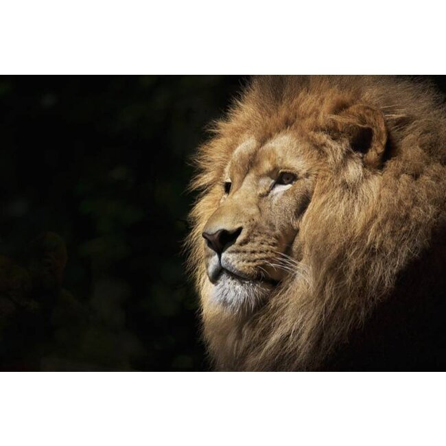 Wandkraft Faces 022 - Dibond