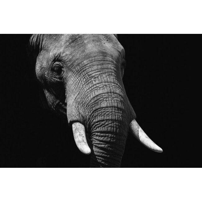 Wandkraft Faces 023 - Dibond