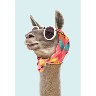 Fashion lama