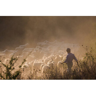 Shepherd