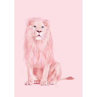 Albino lion