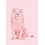 Albino lion