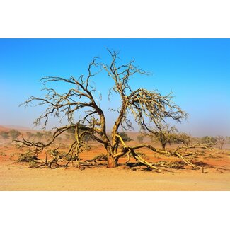 Afrikaanse Boom