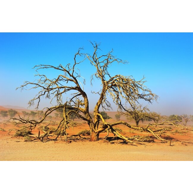 Afrikaanse Boom