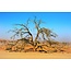 Afrikaanse Boom