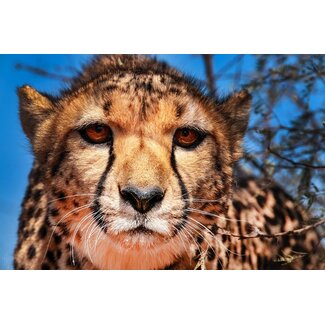 Cheetah 1