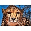 Cheetah 1