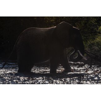 Olifant 1