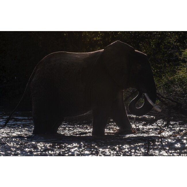 Olifant 1