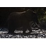 Olifant 1