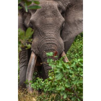 Olifant 2