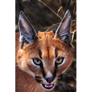 Rooikat