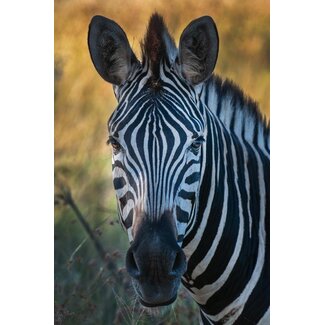 Zebra 1