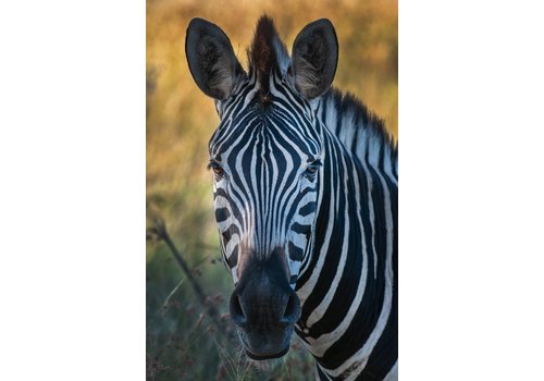 Jan Bloom Photography Zebra 1