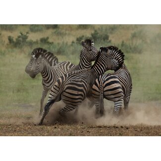 Zebra 2