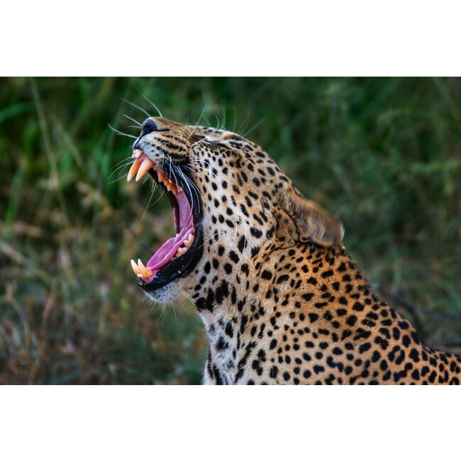 Luipaard met bek open
