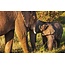 Olifant 3
