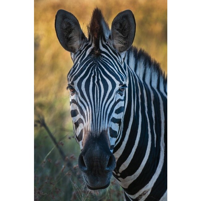 Zebra 1