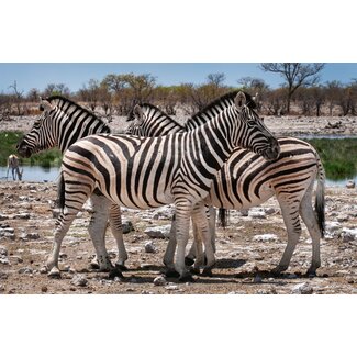 Zebra 3