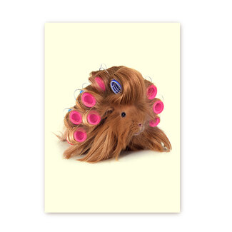 Cavia