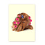 Cavia