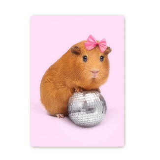 Cavia