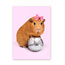 Cavia