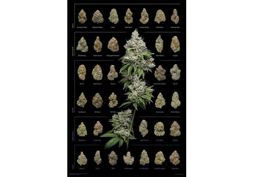 Poster Cannabis