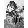 Chimpazee reading the newspaper | Poster